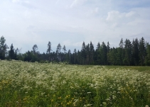 Сосновские горки